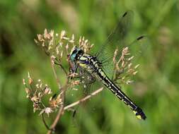 Image of Club-tailed Dragonfly