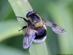 Image of bumblebee hoverfly