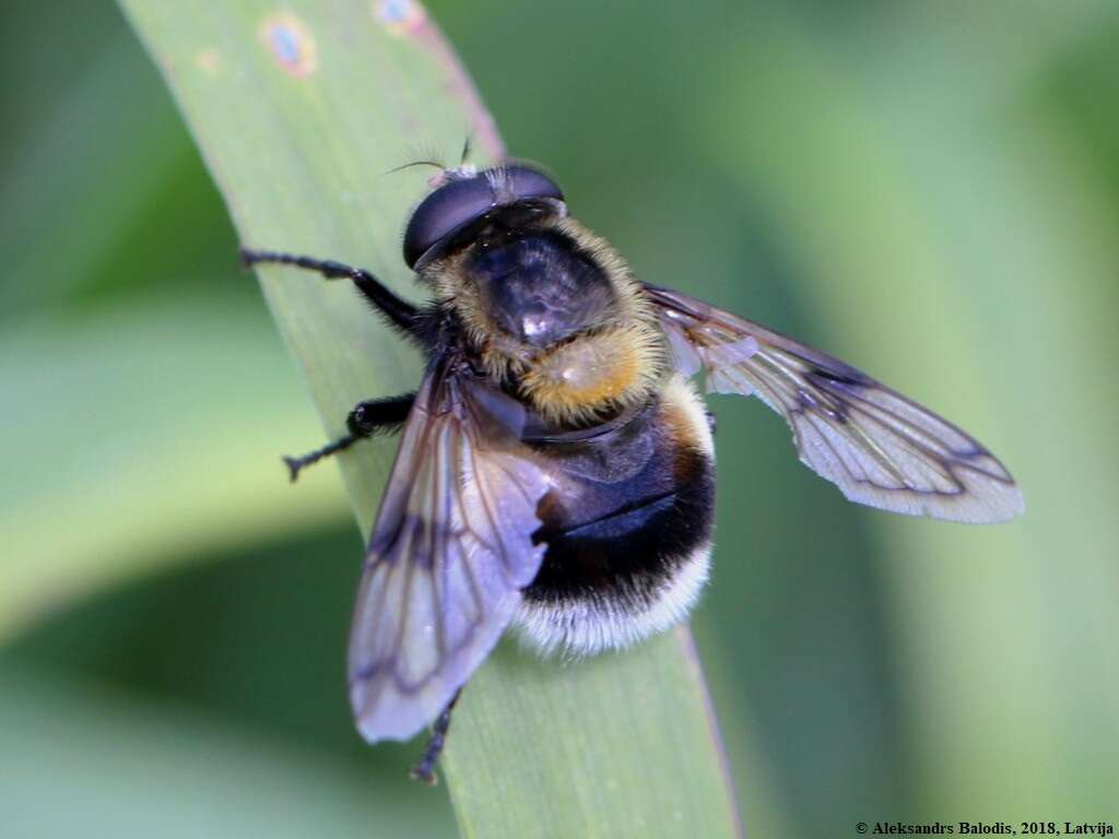 Image of bumblebee hoverfly