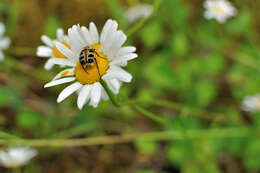 Image of Bee beetle