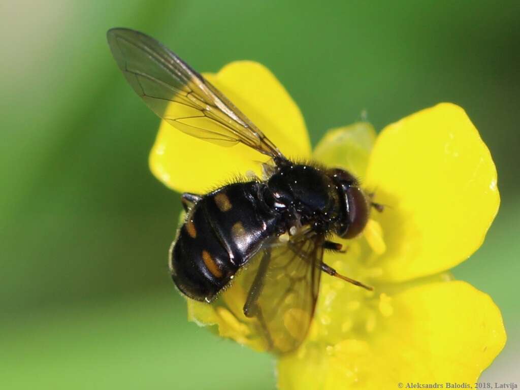 Image of Pipiza quadrimaculata (Panzer 1804)