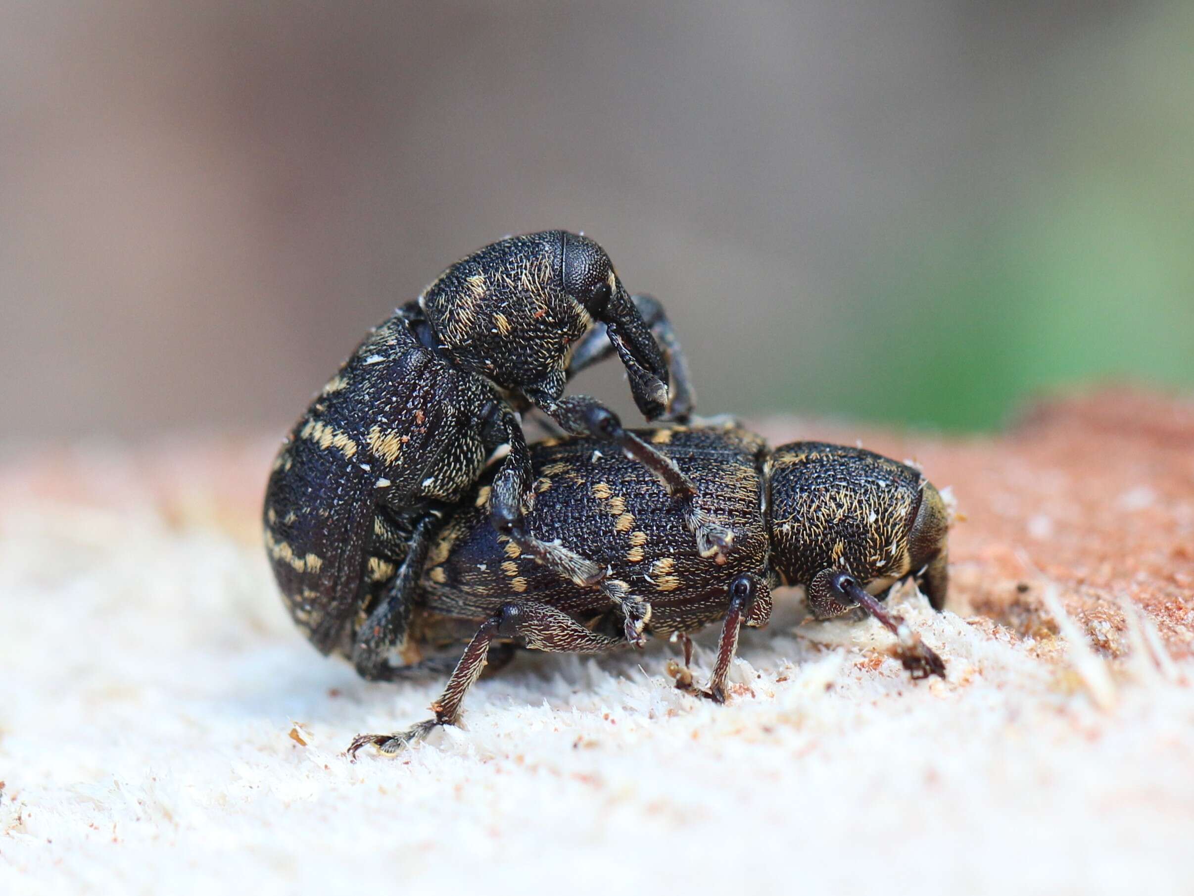 Image of large pine weevil
