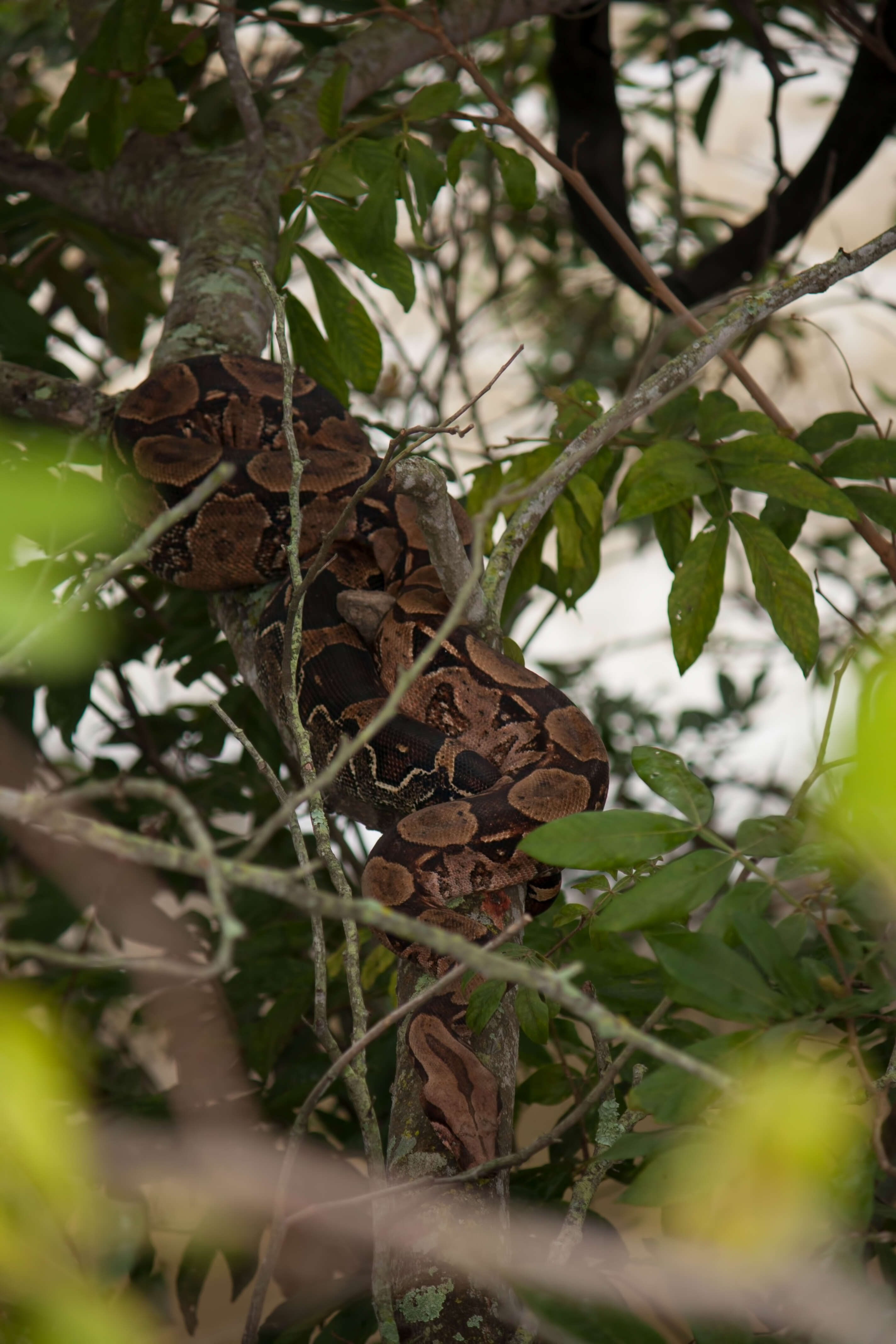 Boa constrictor Linnaeus 1758 resmi