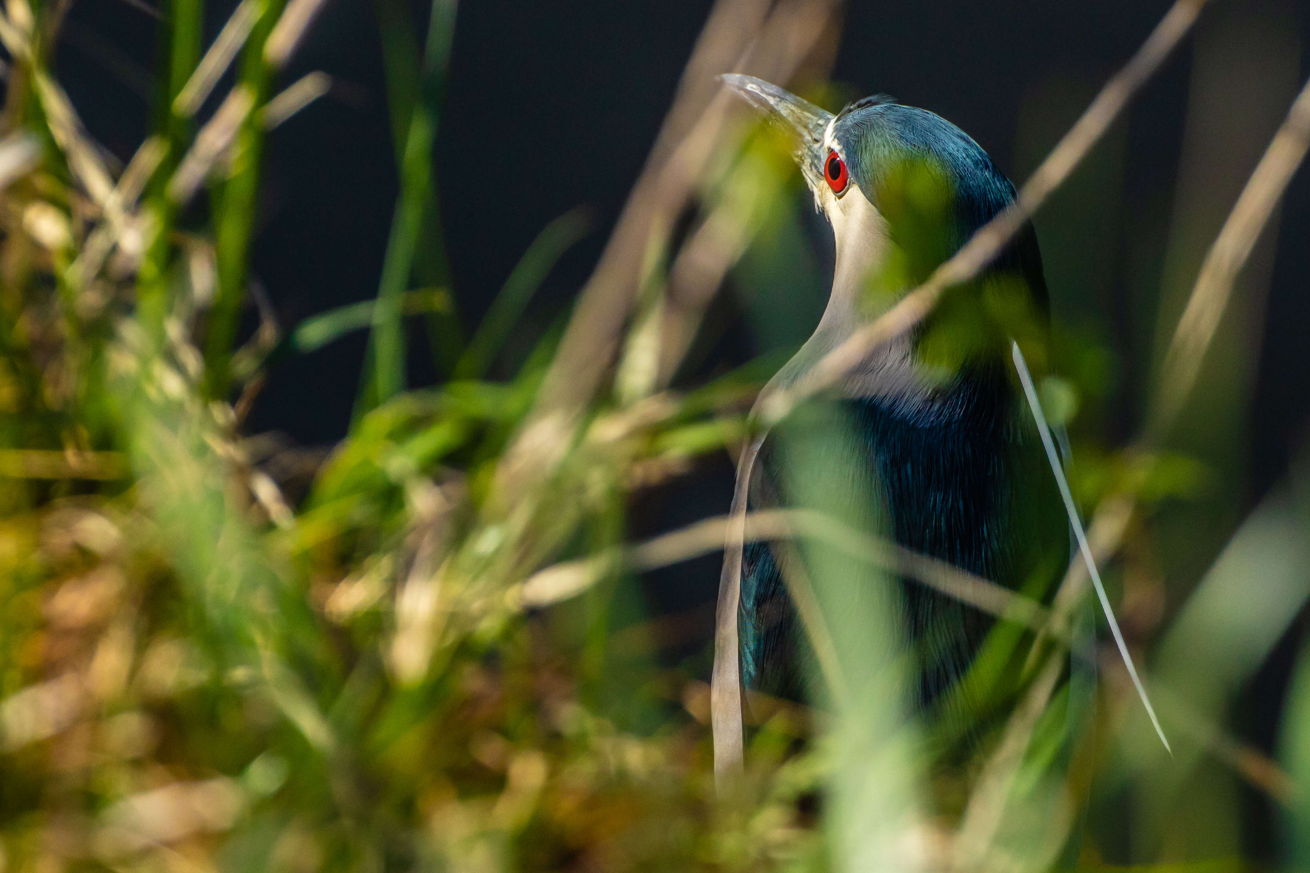 Image of Night Herons