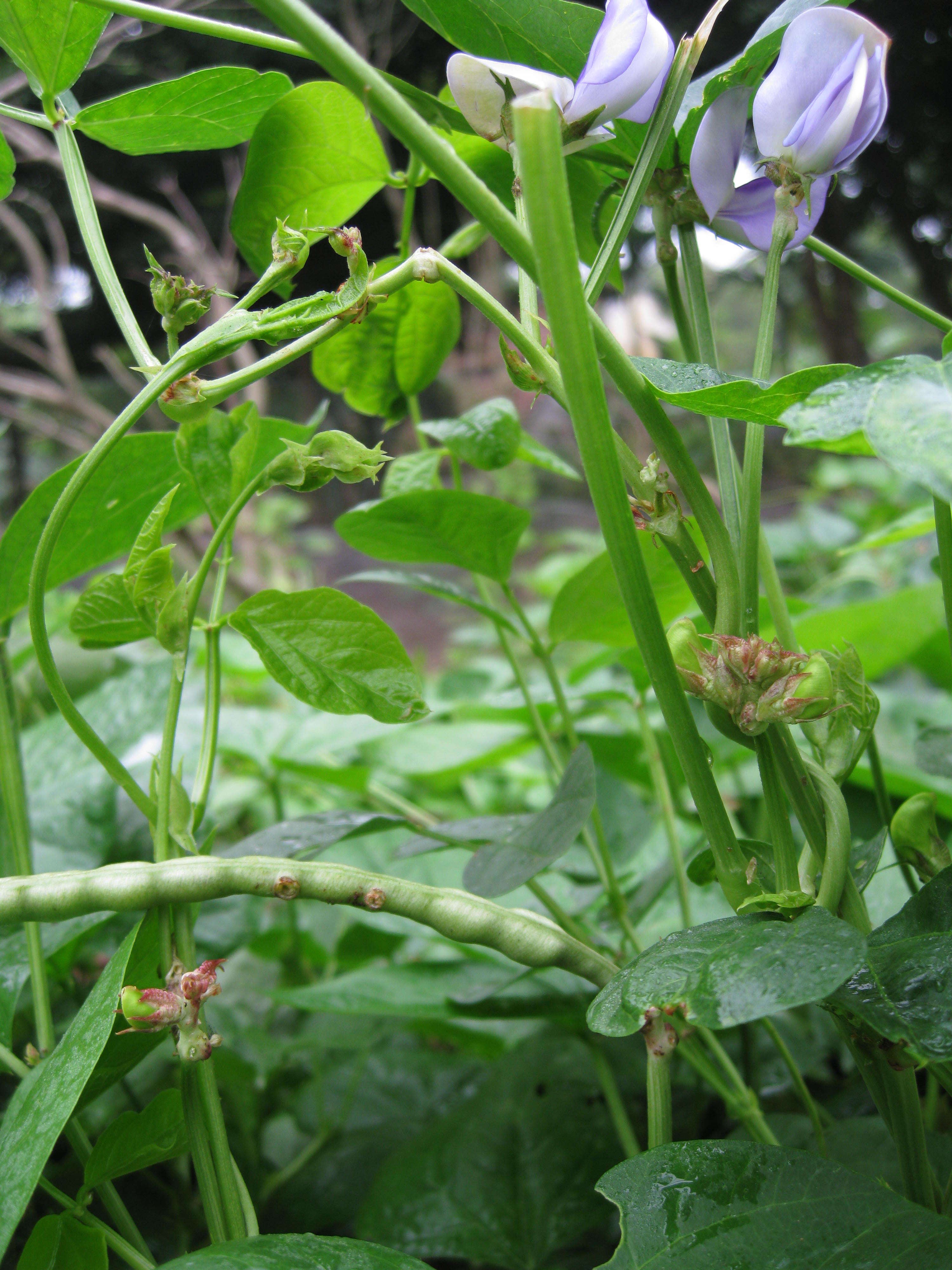 Sivun Vigna unguiculata subsp. cylindrica (L.) Verdc. kuva