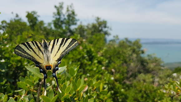 Imagem de Iphiclides