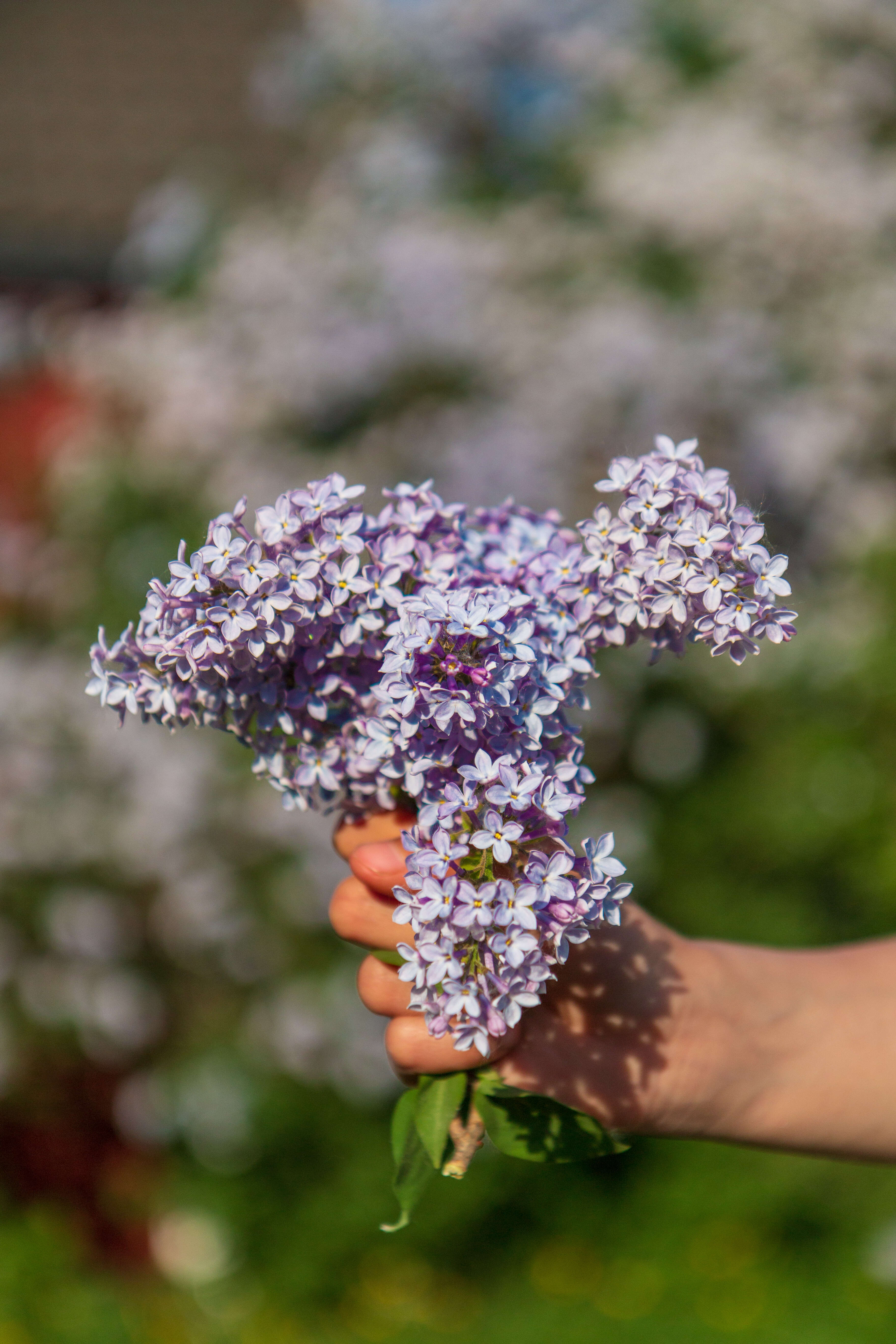 Image of Common Lilac