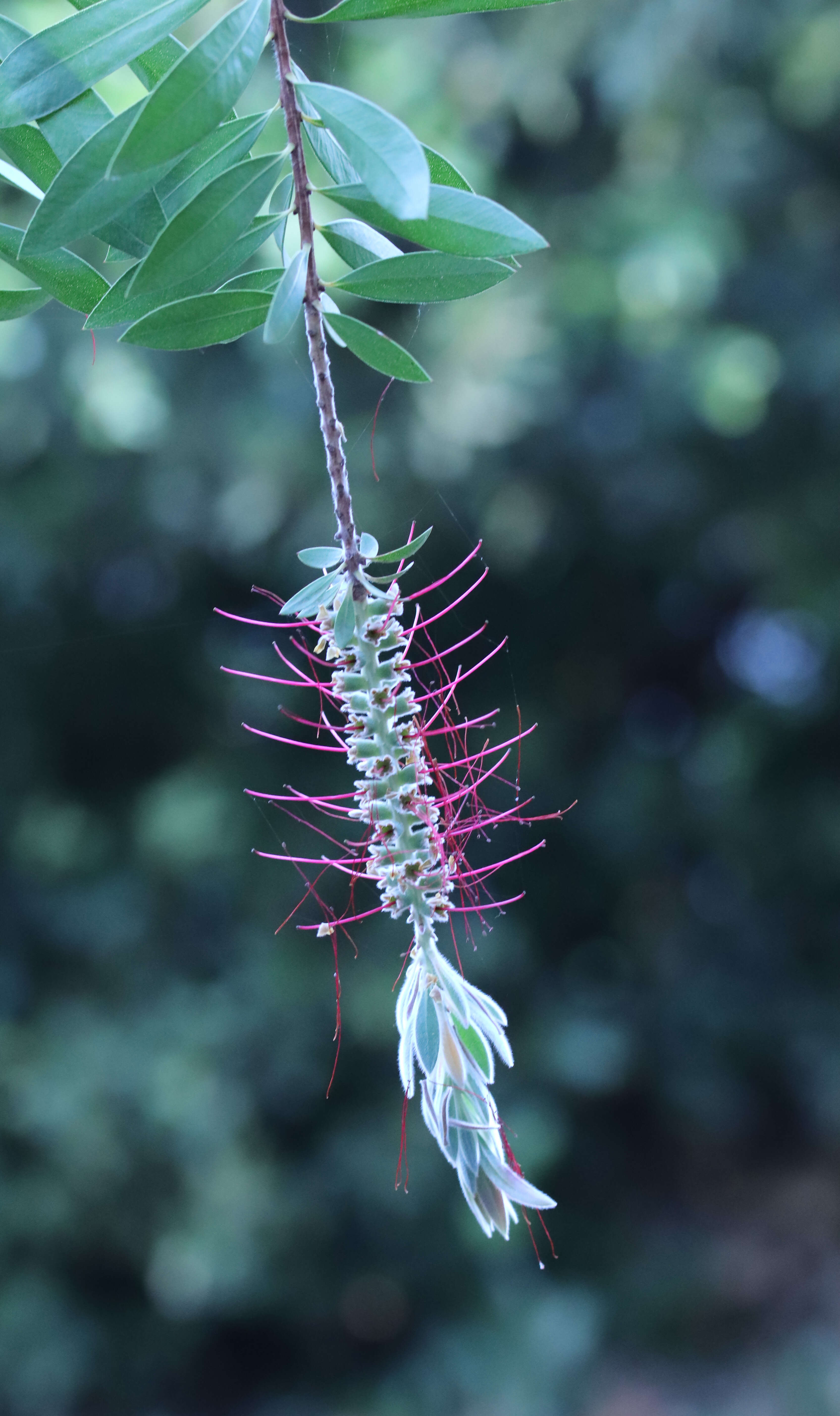 Image of crimson bottlebrush