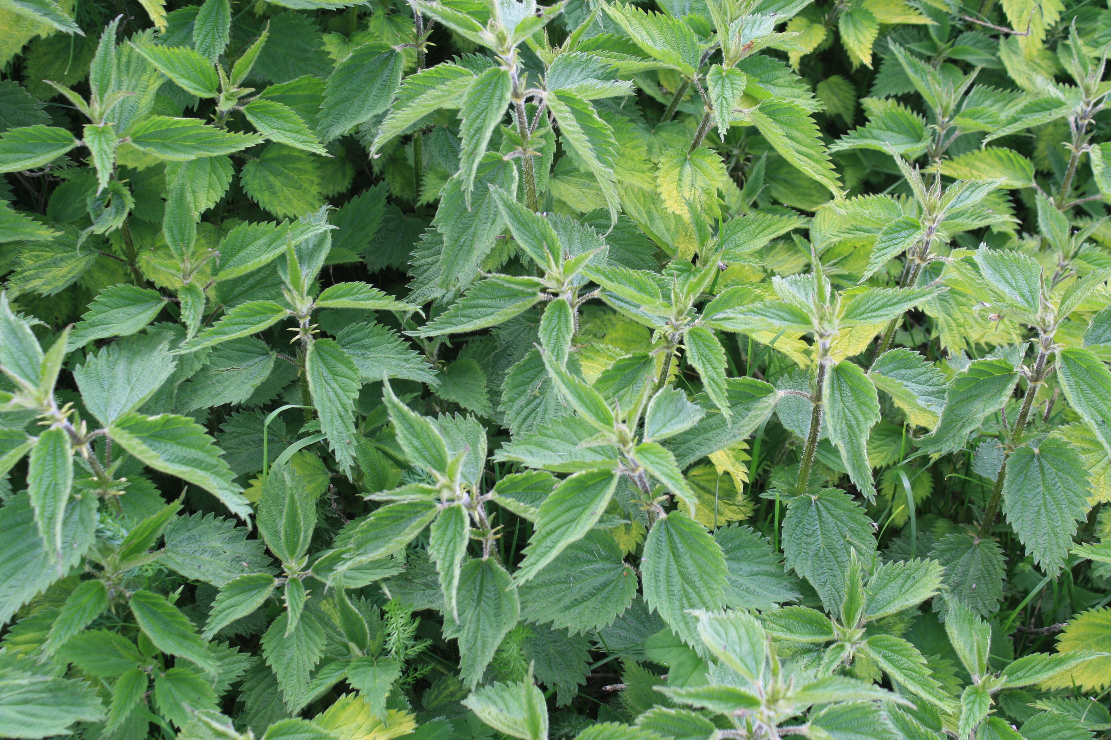 Image of Common Nettle