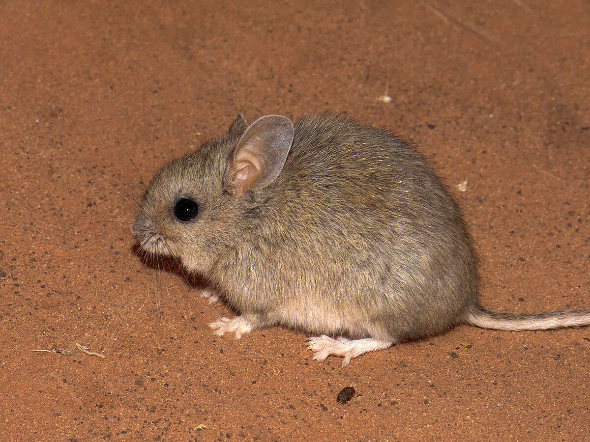 Image de Pseudomys australis Gray 1832