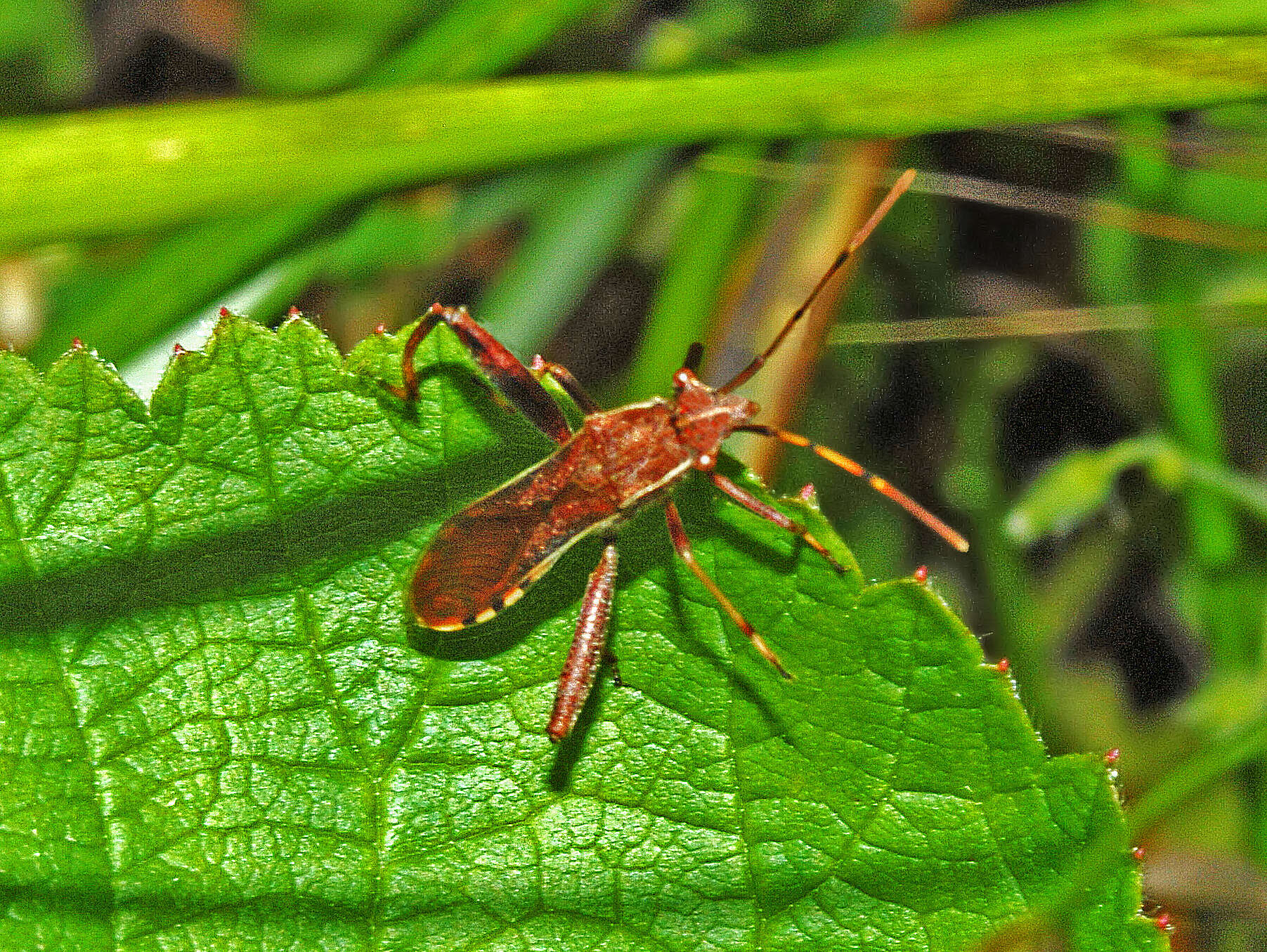 Image of Broad-Headed Bug