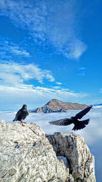 Image of Alpine Chough