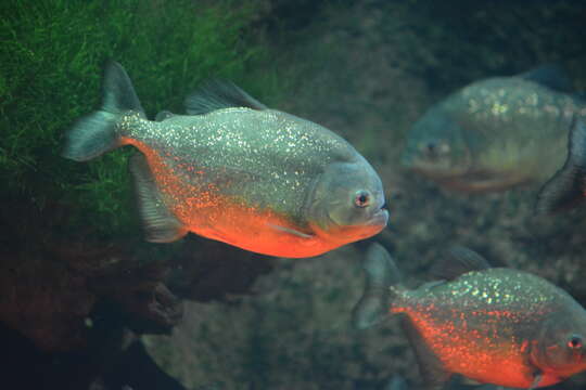 Image of Red-bellied piranha