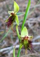 Calochilus paludosus R. Br.的圖片