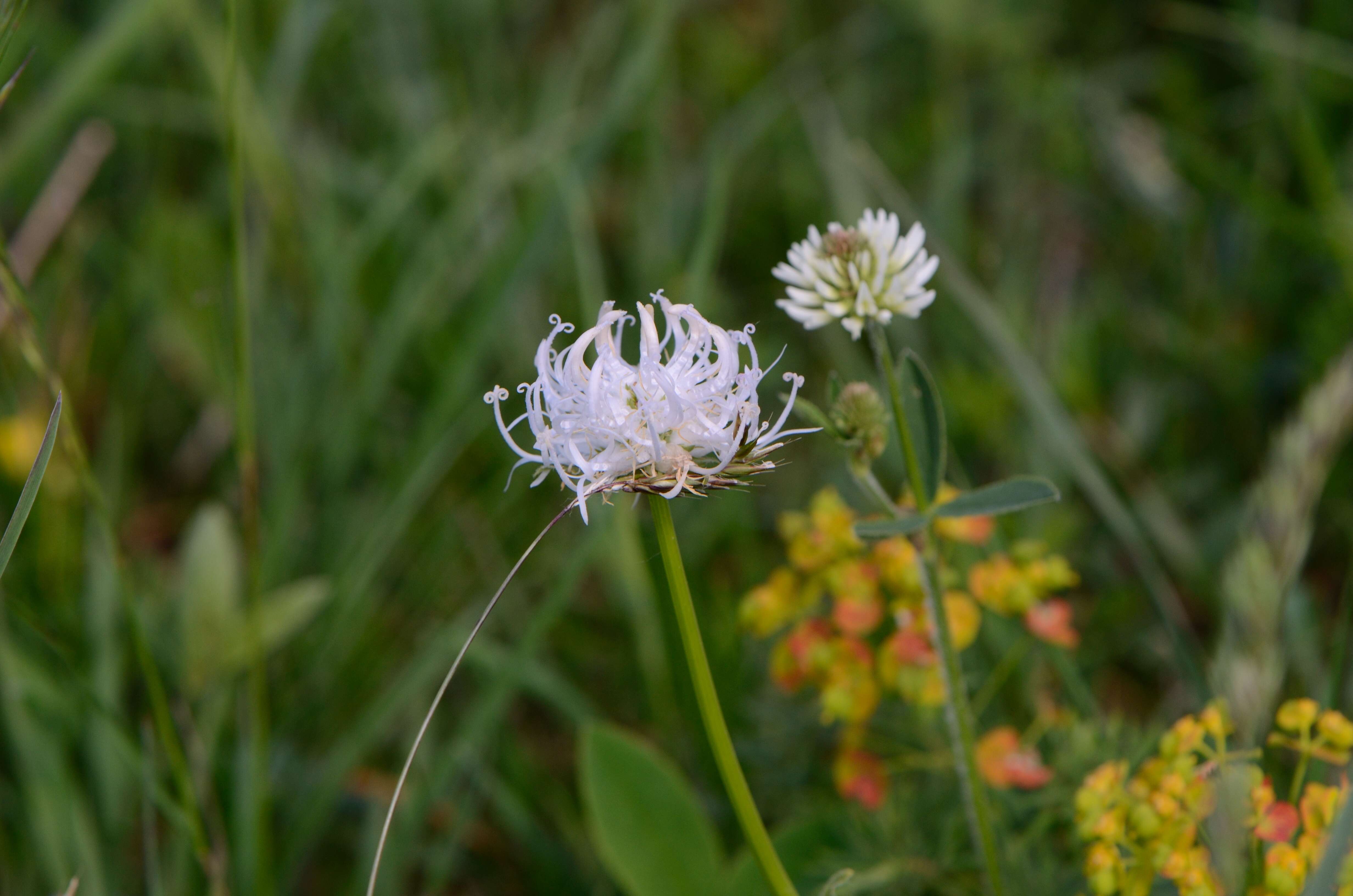 Image of Phyteuma orbiculare L.