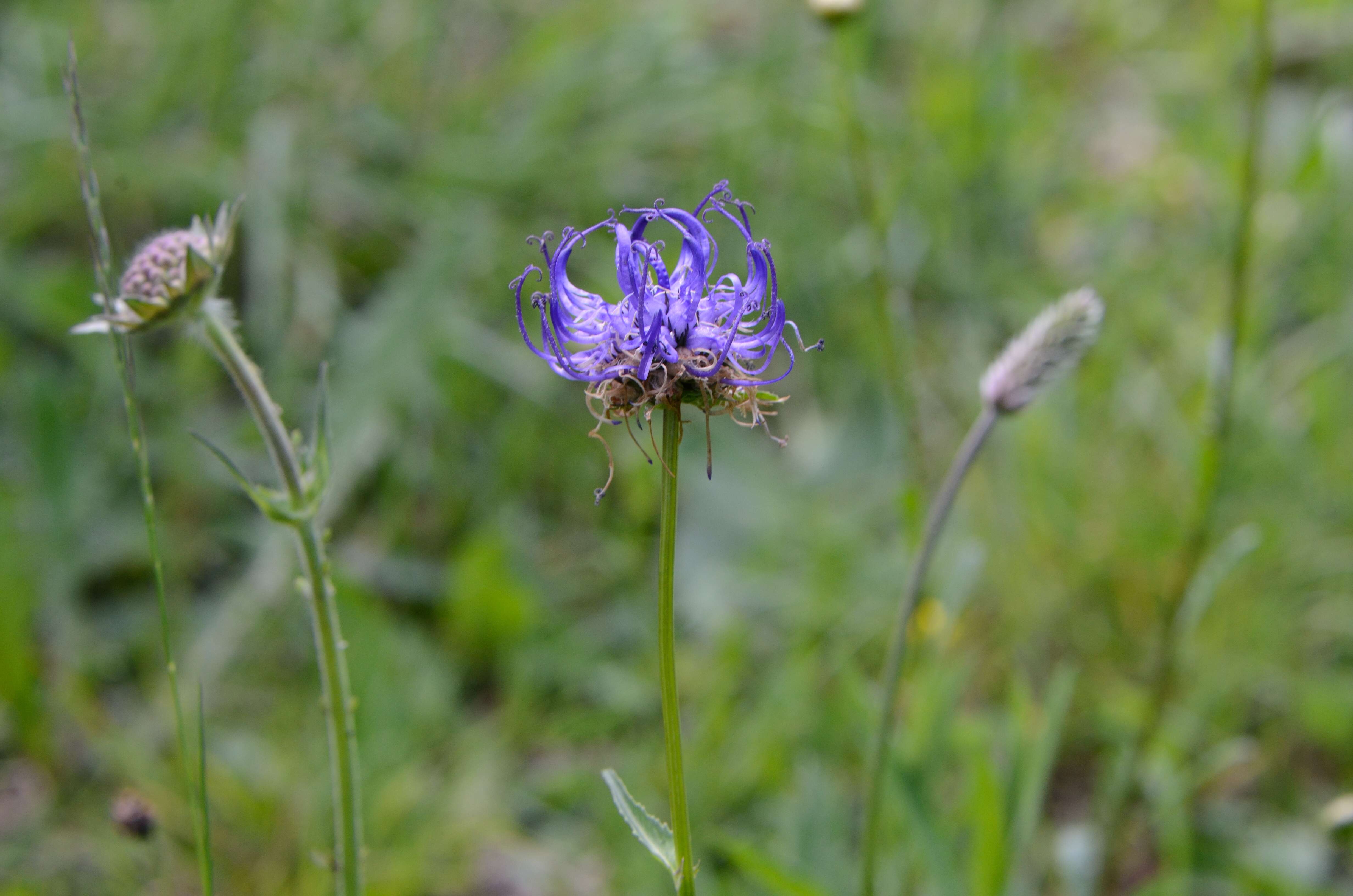 Image of Phyteuma orbiculare L.