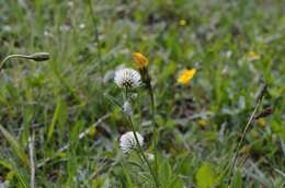 Imagem de Trifolium montanum L.