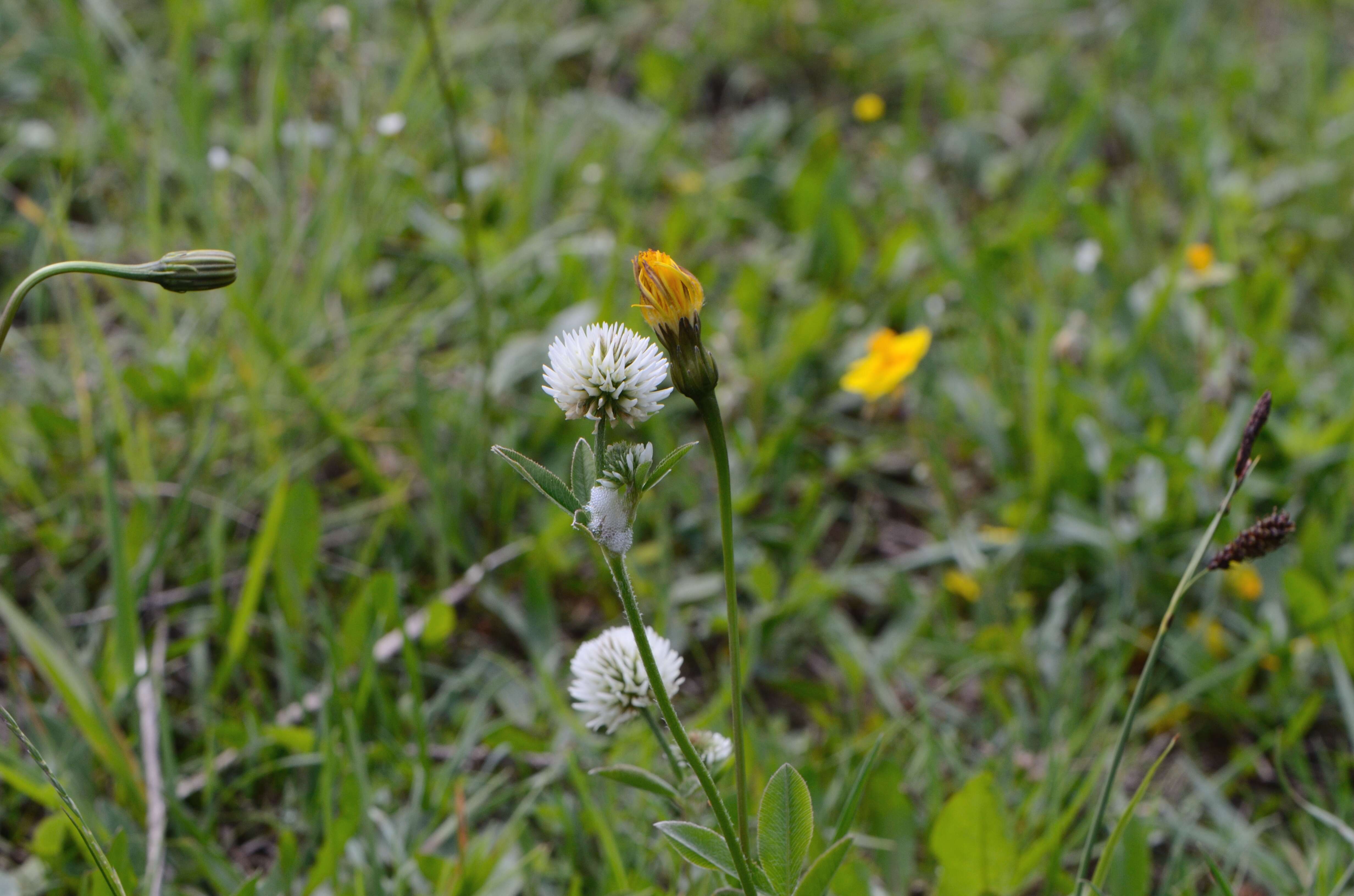 Imagem de Trifolium montanum L.