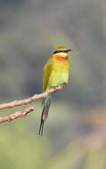 Image of Blue-tailed Bee-eater