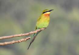 Image of Blue-tailed Bee-eater