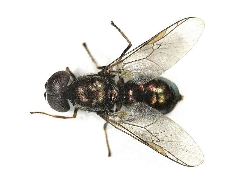 Image of Soldier fly