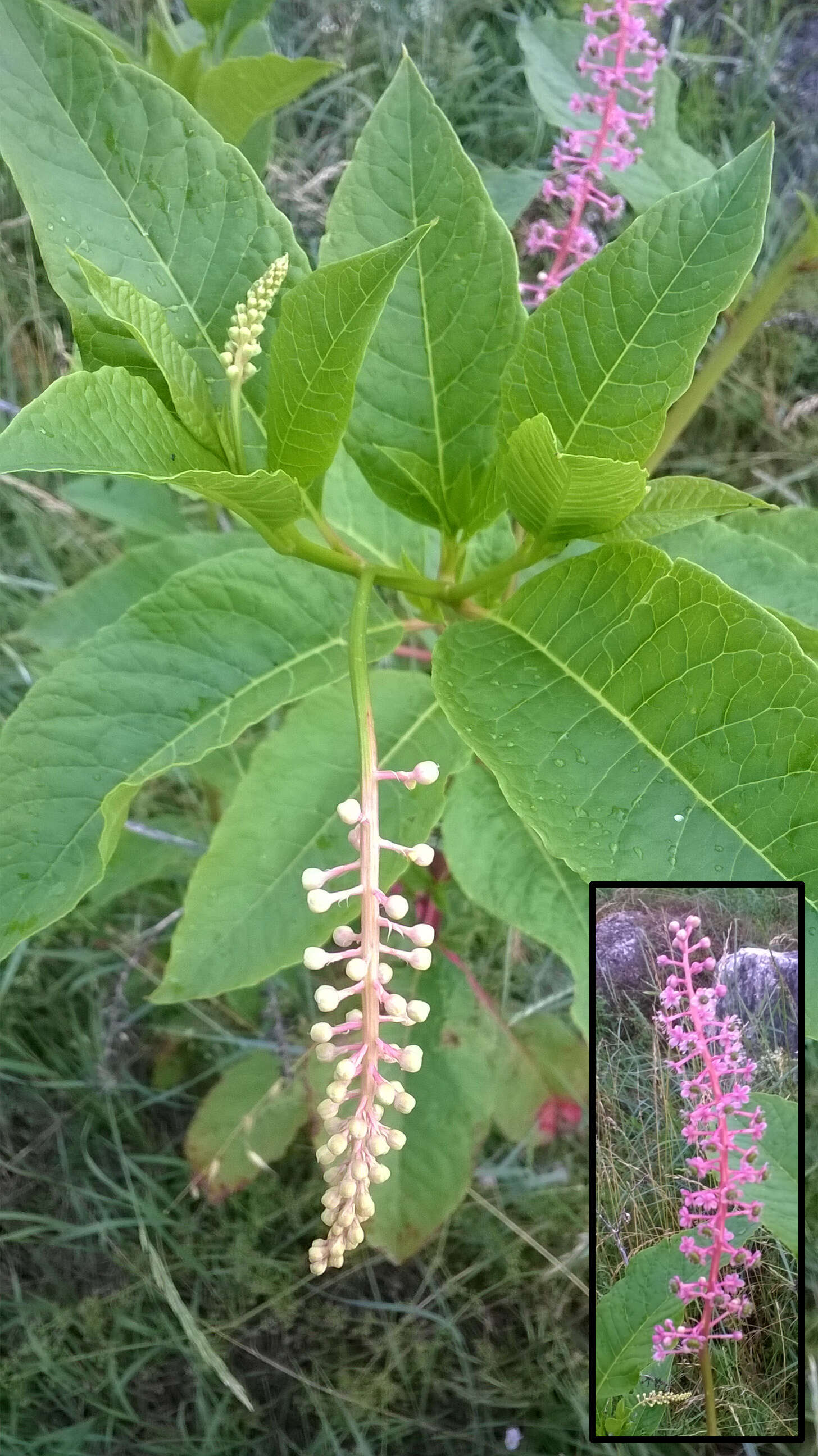 Image of American Nightshade