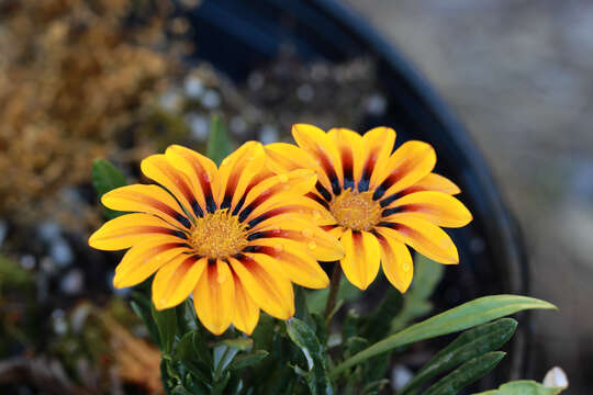 Image of treasure-flower