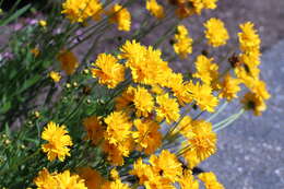 Image of largeflower tickseed