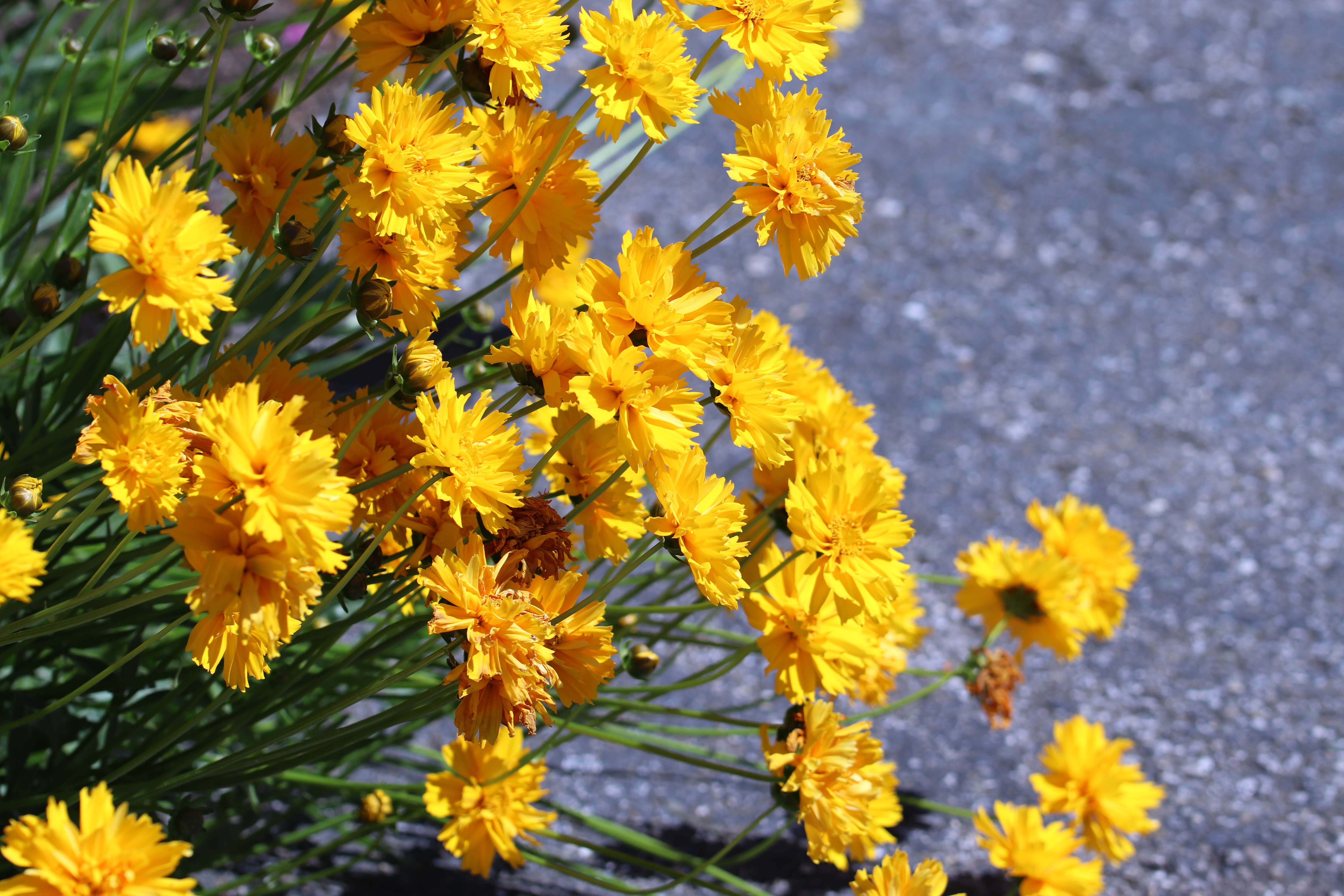 Image of largeflower tickseed