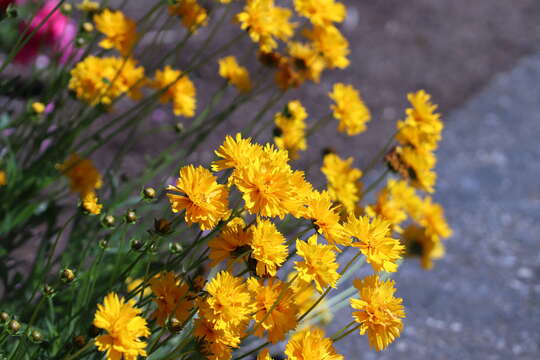 Image of largeflower tickseed