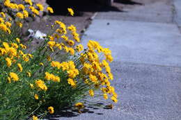 Image of largeflower tickseed