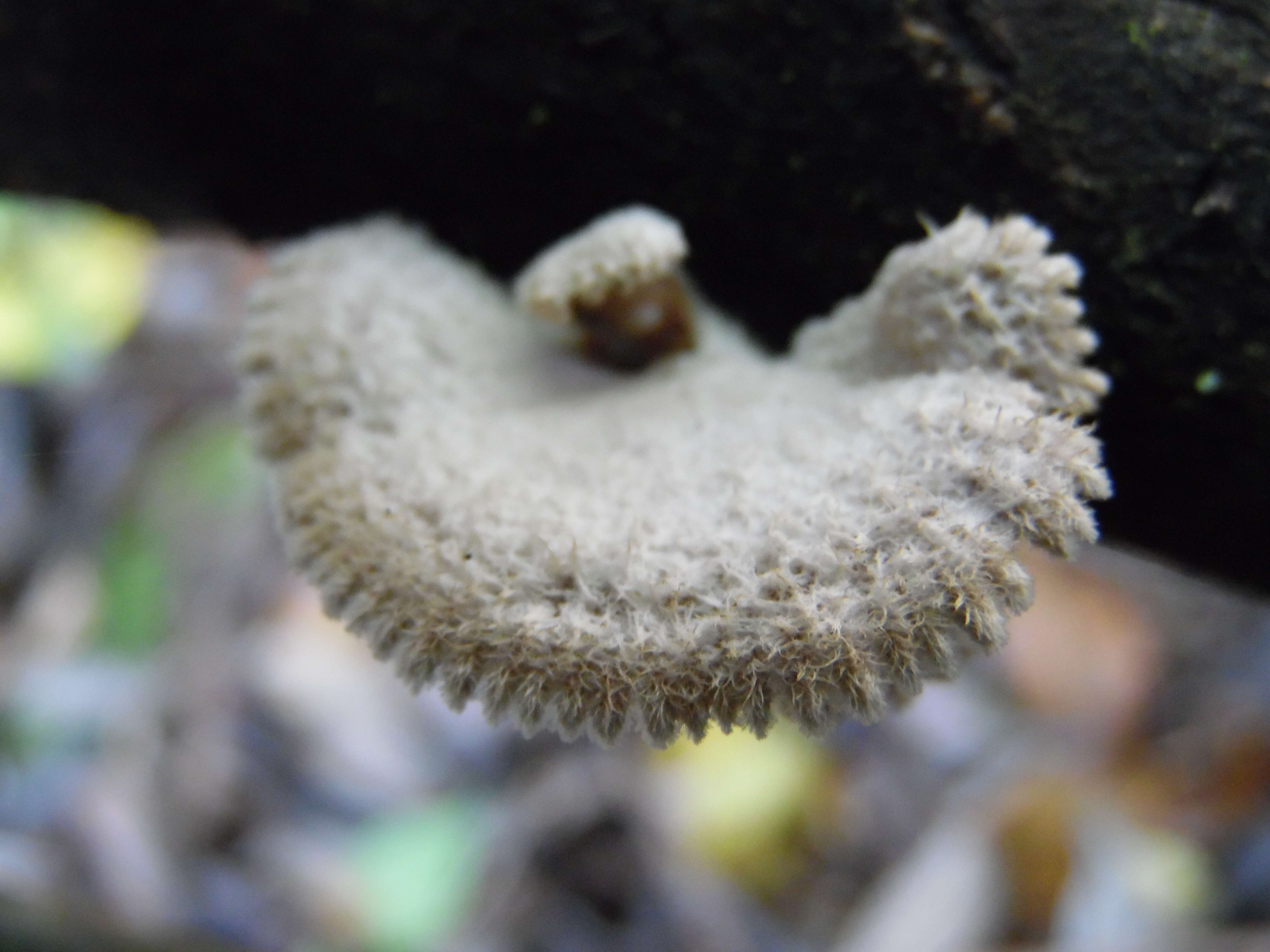 Image of Schizophyllum