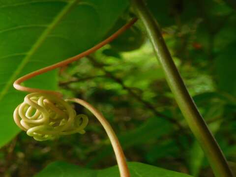 Image de Passiflora laurifolia L.