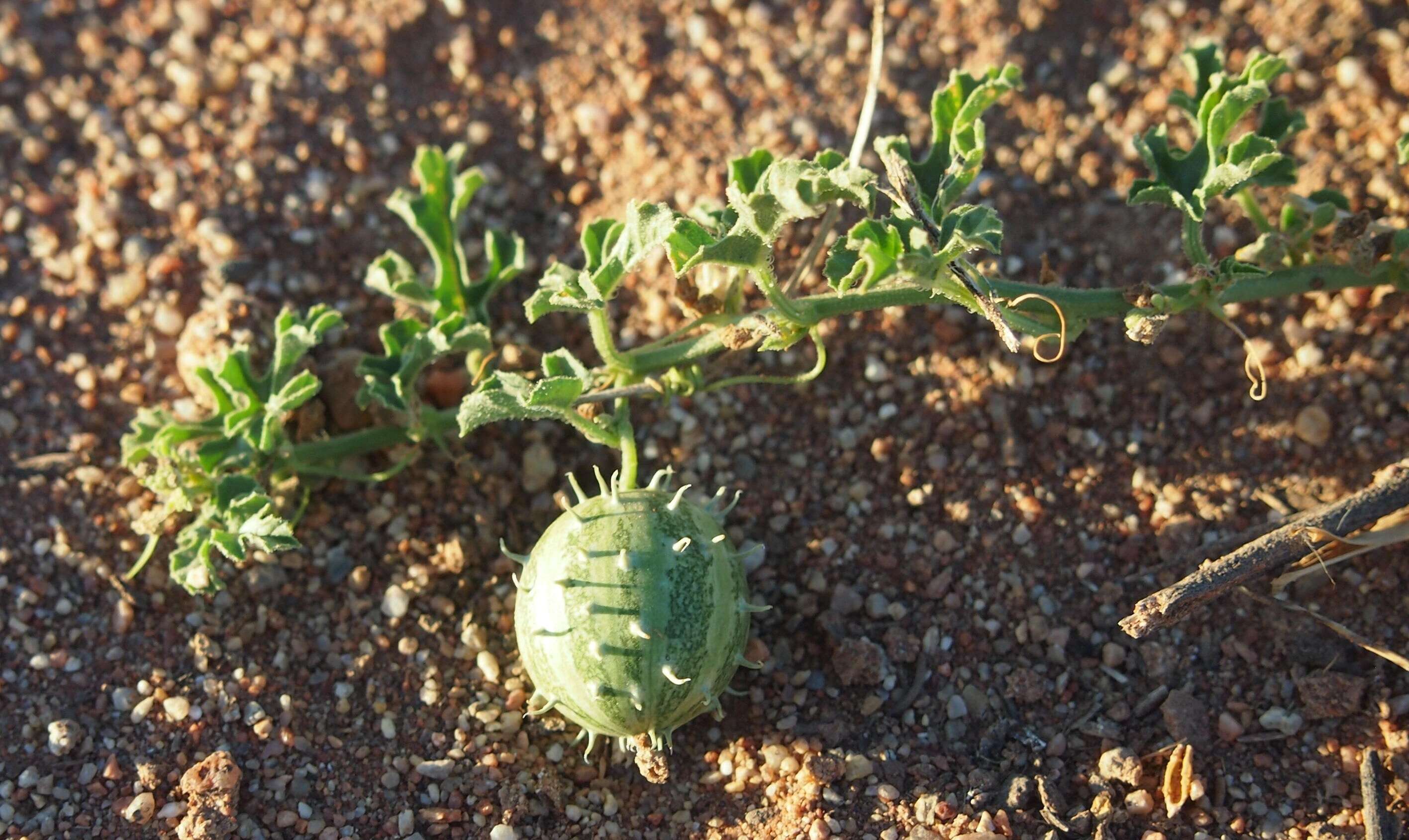 Imagem de Cucumis myriocarpus Naudin