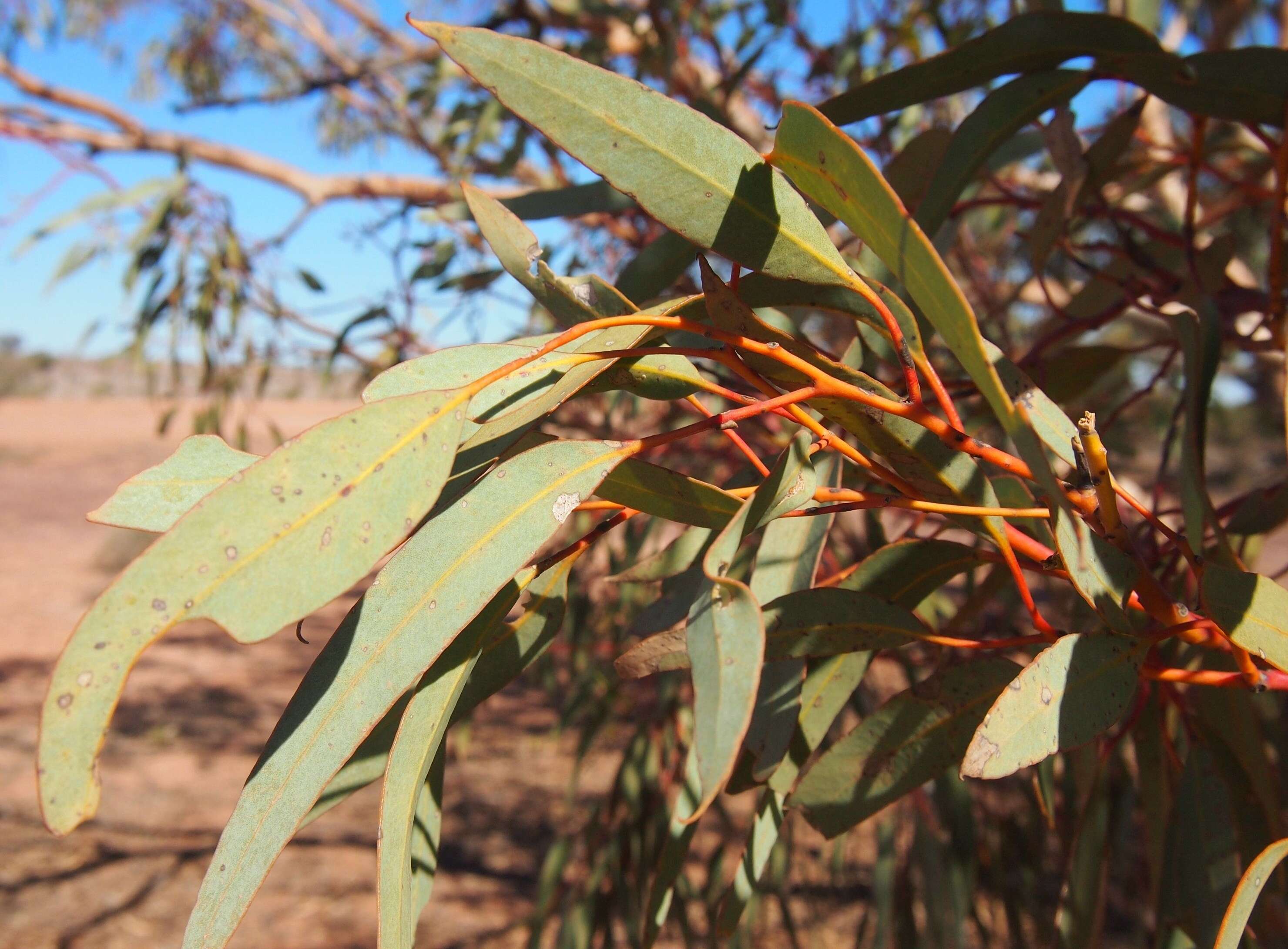 Image of Red Mallee