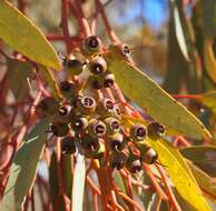 Image of Red Mallee