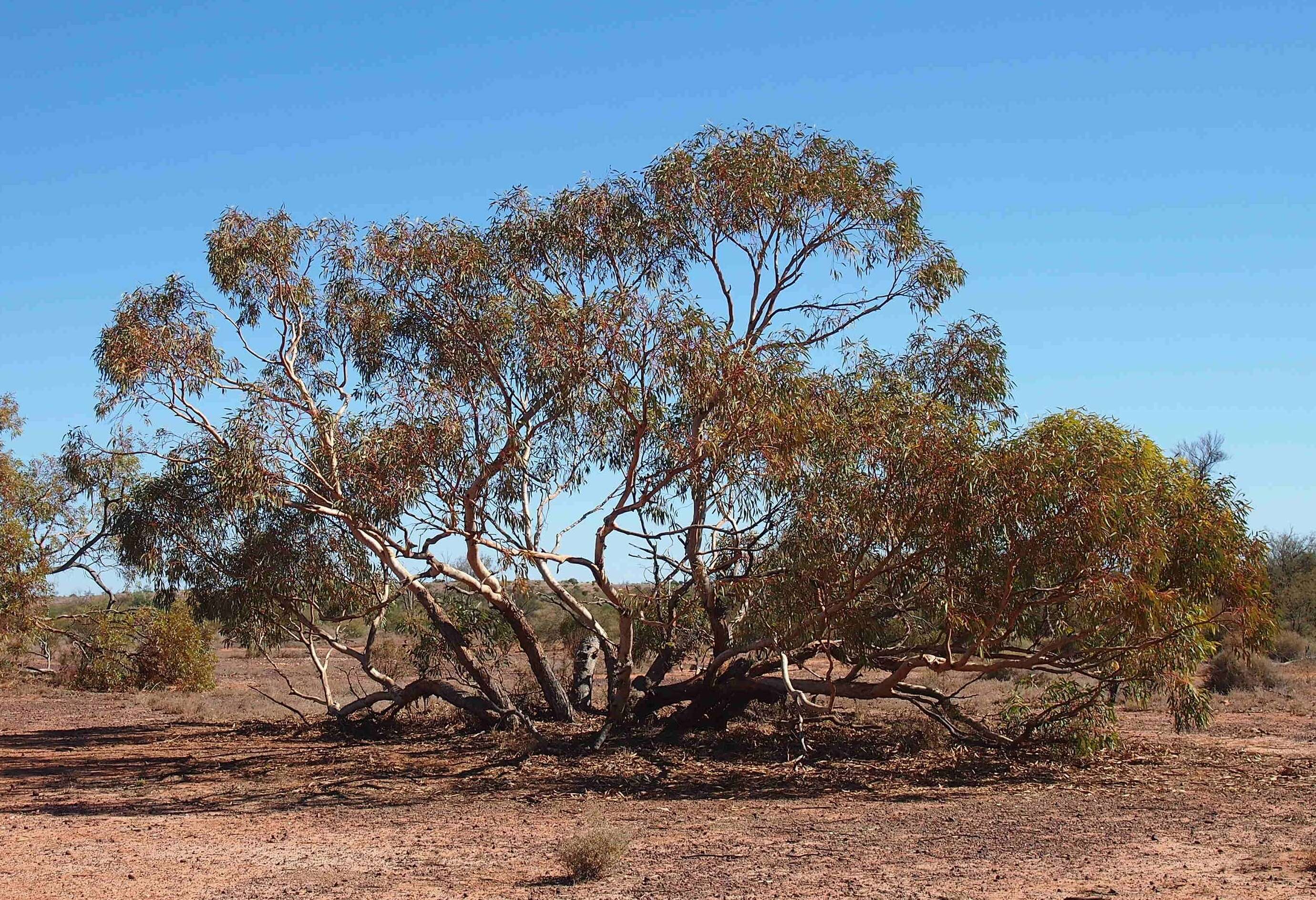 Image of Red Mallee