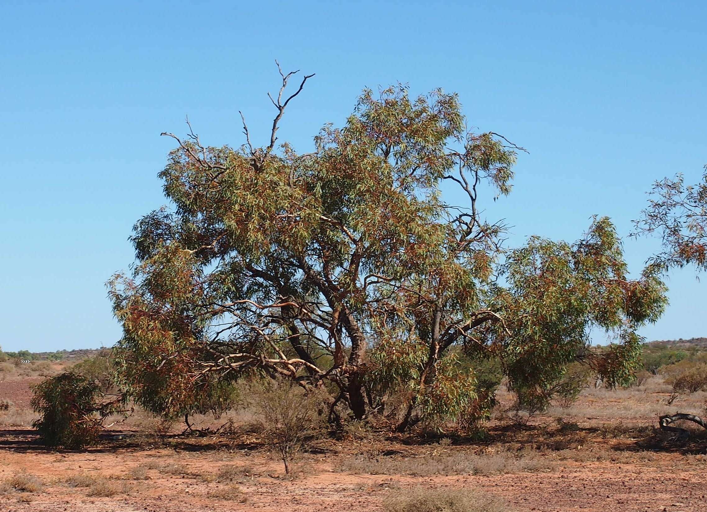 Image of Red Mallee