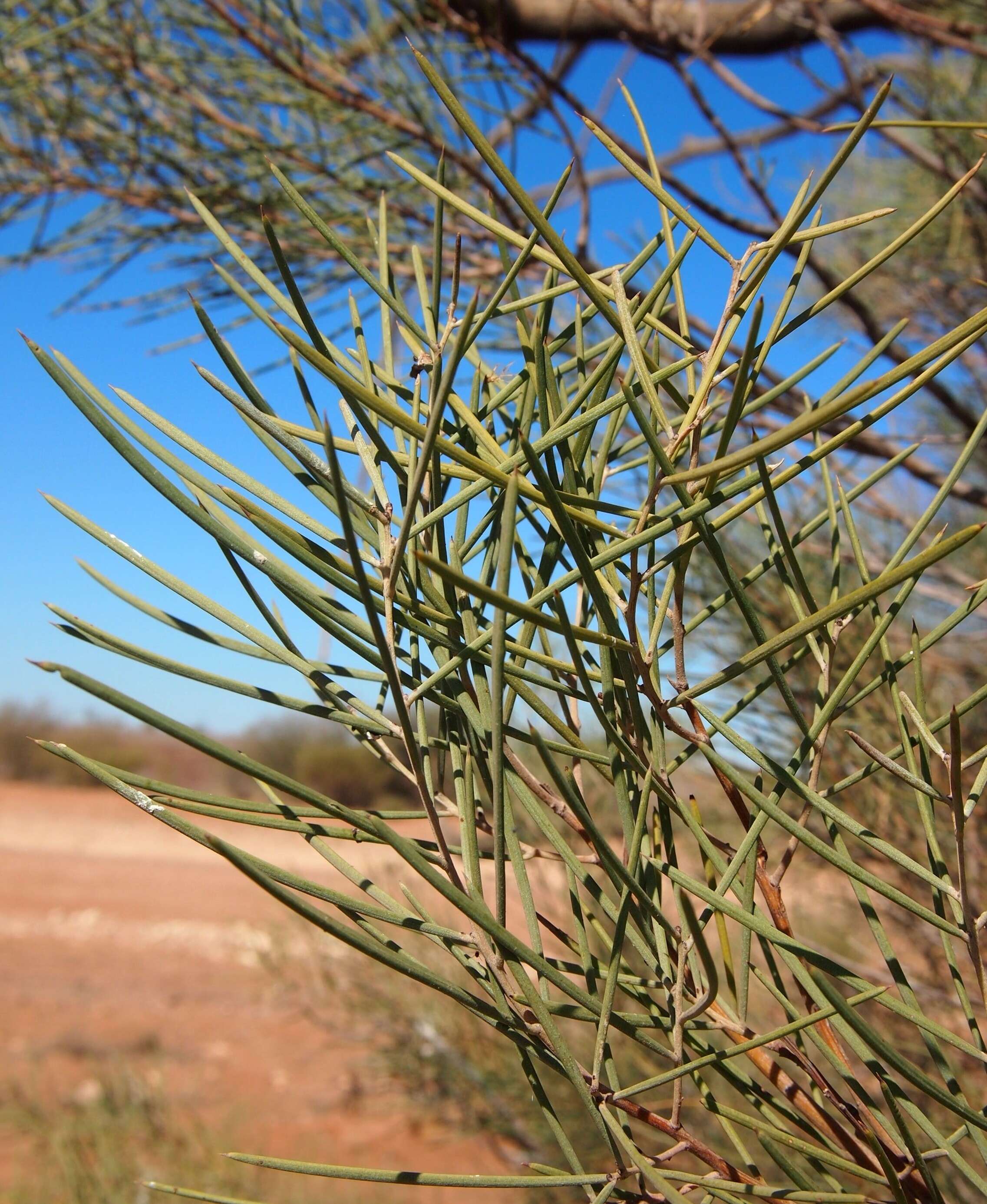 Sivun Acacia oswaldii F. Muell. kuva