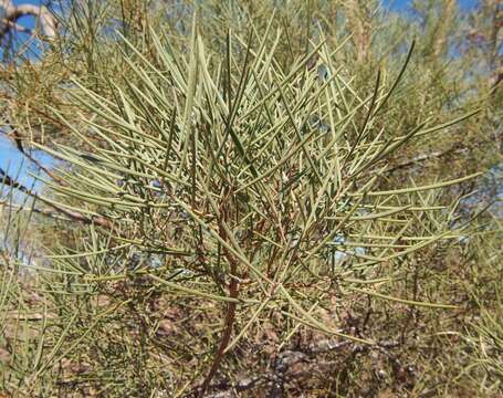 Sivun Acacia oswaldii F. Muell. kuva