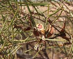 Sivun Acacia oswaldii F. Muell. kuva