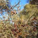 Image of Acacia calcicola Forde & Ising