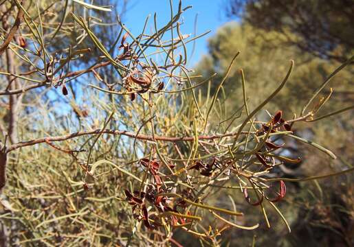 Image of Acacia calcicola Forde & Ising