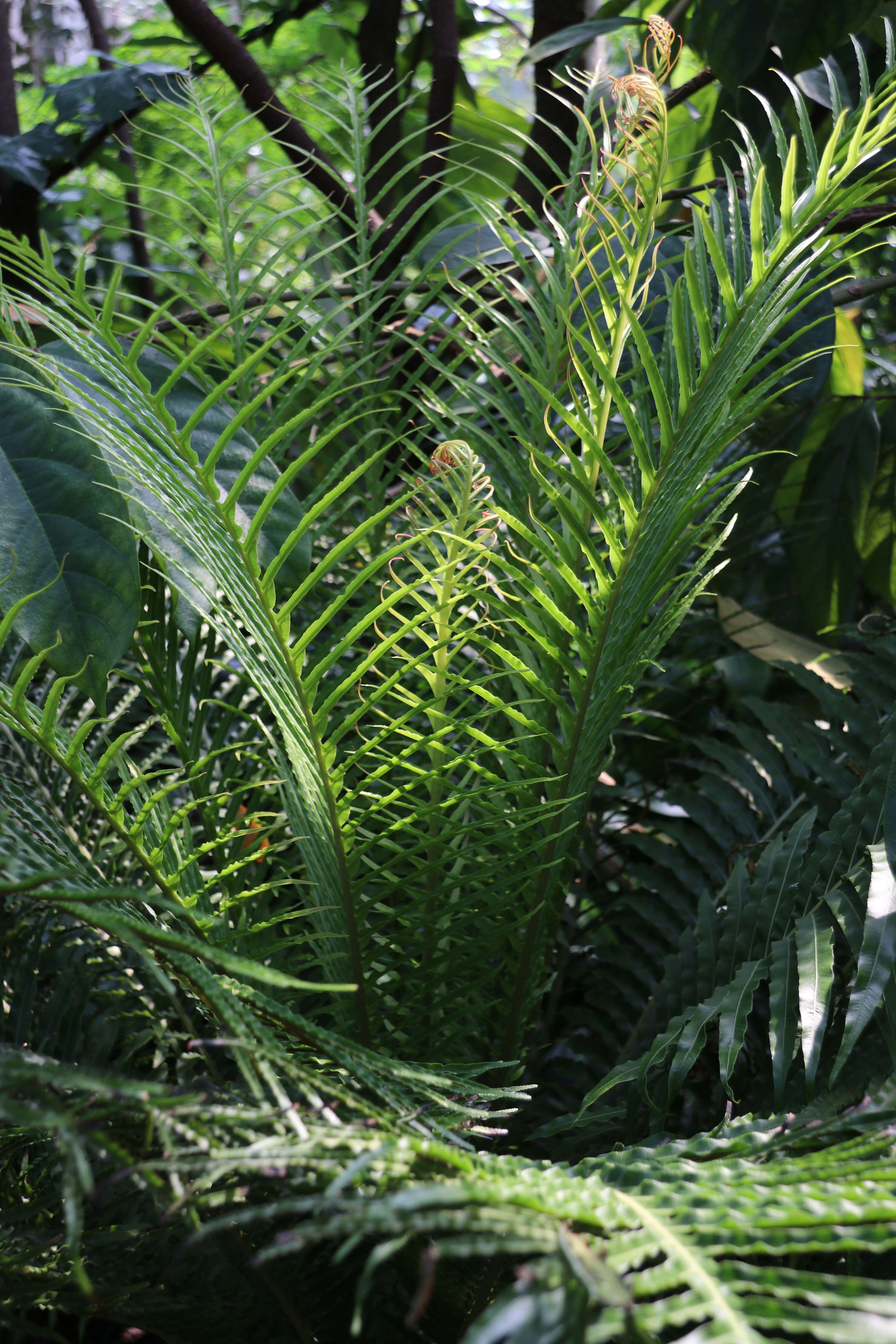 Image of Neoblechnum brasiliense (Desv.) Gasper & V. A. O. Dittrich