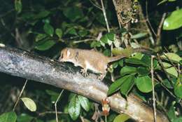 Image of Brown Mouse Lemur