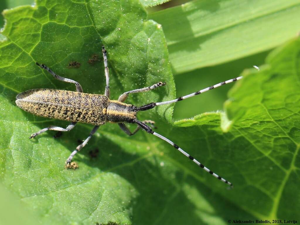 Image of Agapanthia (Epoptes) villosoviridescens (Degeer 1775)