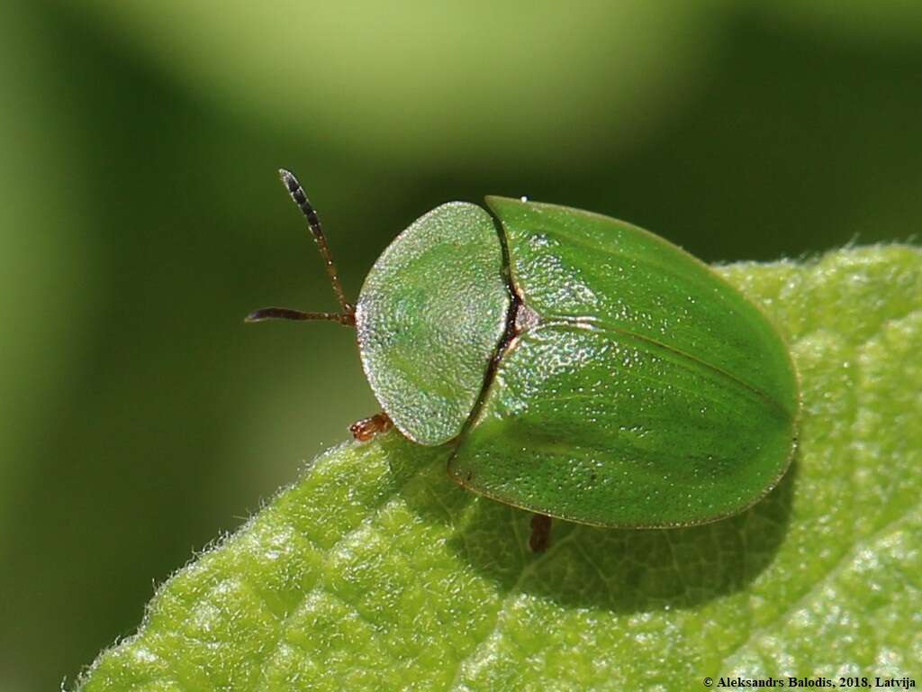 Image of Cassida (Odontionycha) viridis Linnaeus 1758