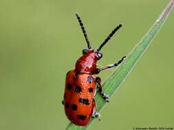 Image of Spotted asparagus beetle