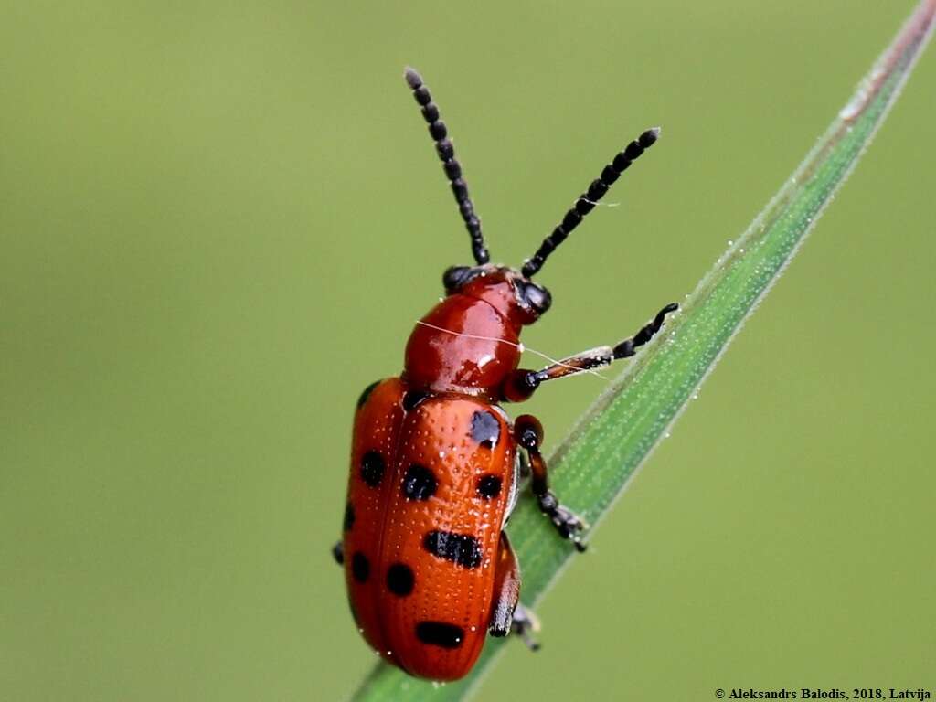 Image of Spotted asparagus beetle