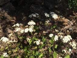 Image of sticky snakeroot